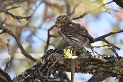 Glaucidium gnoma