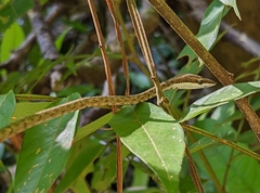 Oxybelis rutherfordi