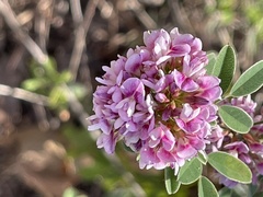 Lespedeza stuevei
