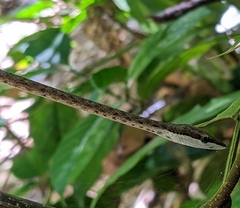 Oxybelis rutherfordi