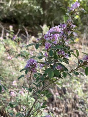 Lespedeza stuevei