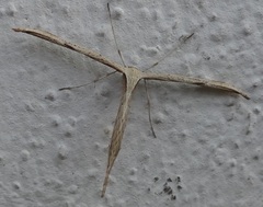 Emmelina monodactyla