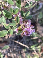 Lespedeza stuevei