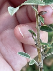 Lespedeza stuevei