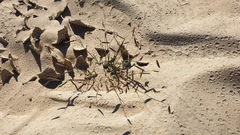 Bouteloua barbata barbata