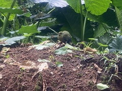 Treron calvus virescens