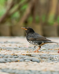 Turdus cardis