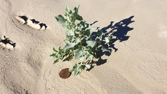 Atriplex lentiformis