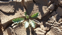 Argemone munita