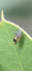 Agromyzidae