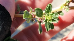 Amaranthus albus