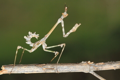 Empusa fasciata