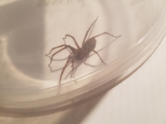 Eratigena atrica