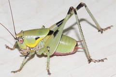 Eupholidoptera unimacula