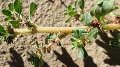 Amaranthus albus