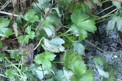 Ranunculus uncinatus