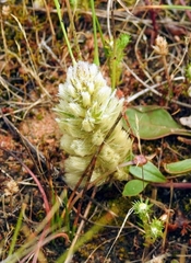 Ptilotus spathulatus