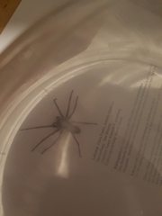 Eratigena atrica