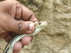 Pituophis lineaticollis
