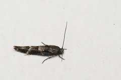Mompha sturnipennella
