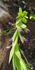 Polygala amatymbica