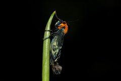 Apistosia judas
