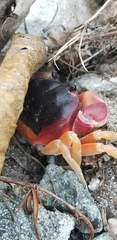 Gecarcinus lateralis
