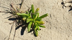 Cistanthe ambigua