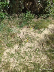 Pituophis lineaticollis