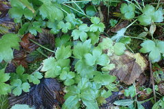 Ranunculus uncinatus