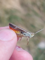 Stenobothrus lineatus