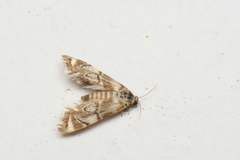 Eoparargyractis plevie