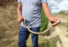 Pituophis lineaticollis