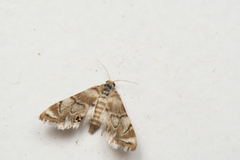 Eoparargyractis plevie