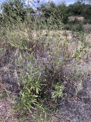 Polanisia dodecandra