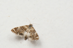 Eoparargyractis plevie