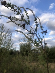 Polanisia dodecandra