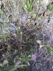 Polanisia dodecandra