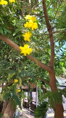 Jasminum mesnyi