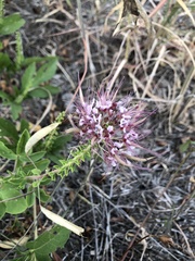 Polanisia dodecandra