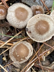 Mycena capillaripes