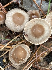 Mycena capillaripes