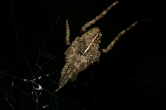 Parawixia