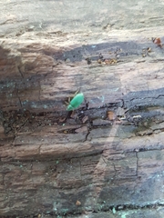 Phyllobius argentatus