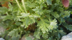 Papaver lapeyrousianum