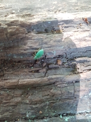 Phyllobius argentatus