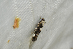 Mompha conturbatella