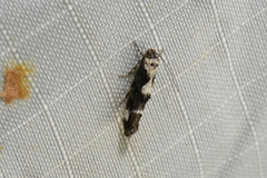 Mompha conturbatella