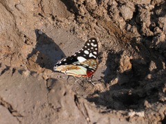 Graphium angolanus