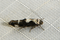 Mompha conturbatella